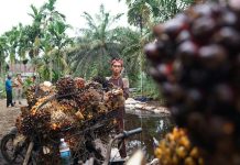 Petani mengangkut tandan buah segar sawit