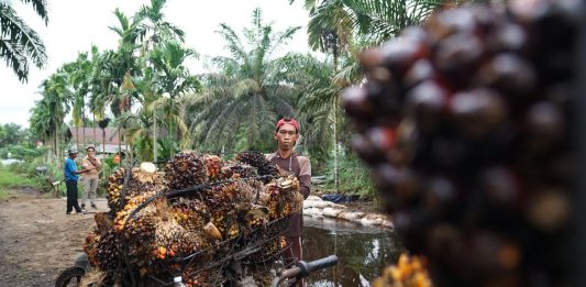 El Nino Ancam Produksi CPO, Mentan Amran Siapkan Langkah Antisipasi Petani mengangkut tandan buah segar (tbs) sawit