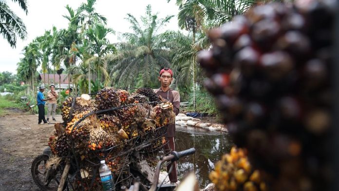 petani-mengangkut-tandan-buah-segar-sawit Petani mengangkut tandan buah segar sawit
