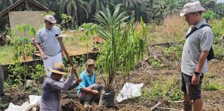 GAPKI Usul PSR Dimandatorikan Peremajaan sawit rakyat