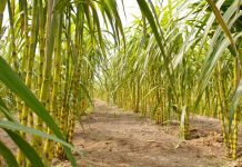 Kementan Siapkan 5,9 Miliar Mata Benih Tebu untuk 99.547 Hektare Pohon tebu berwarna kuning