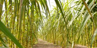 Pohon tebu berwarna kuning