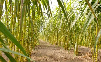 Pohon tebu berwarna kuning