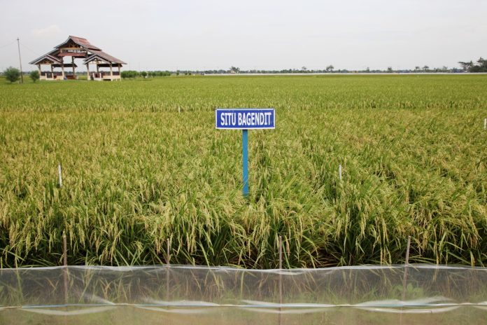 Varietas Situbagendit