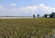 Sawah terdampak banjir di Lamongan.
