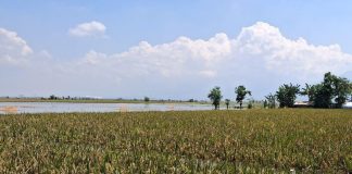 Kementan Apresiasi Percepatan Klaim AUTP Petani Lamongan Terdampak Banjir Sawah terdampak banjir di Lamongan.