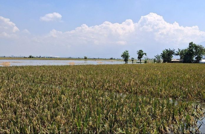 Sawah terdampak banjir di Lamongan.