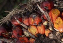 Harga CPO Diproyeksi Tembus USD 1.783 pada Juni 2026 Tandan buah segar kelapa sawit