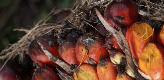 Tandan buah segar kelapa sawit
