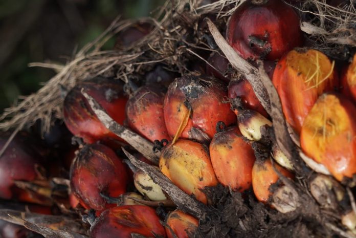 tandan-buah-segar-kelapa-sawit Tandan buah segar kelapa sawit