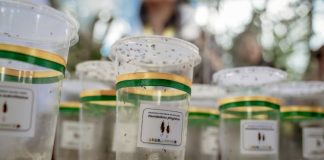 Serangga penyerbuk sawit dari Tanzania