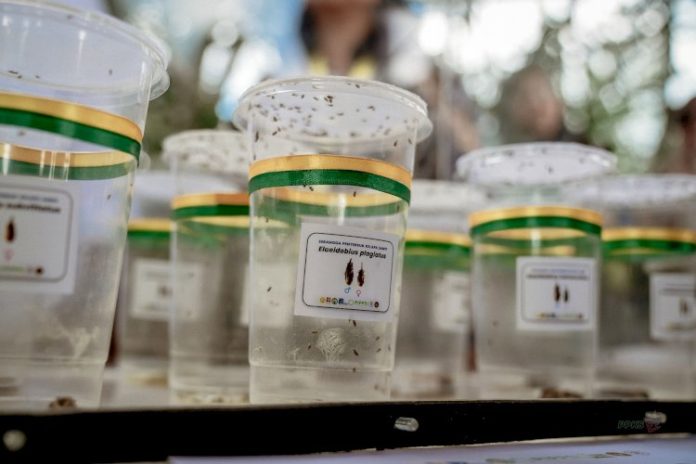 serangga-penyerbuk-sawit Serangga penyerbuk sawit dari Tanzania