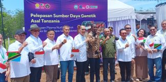Sumber daya genetik sawit