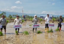 Tanam padi serentak
