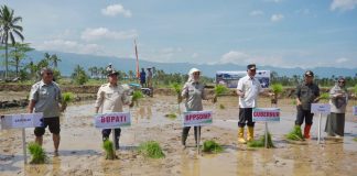 Tanam padi serentak
