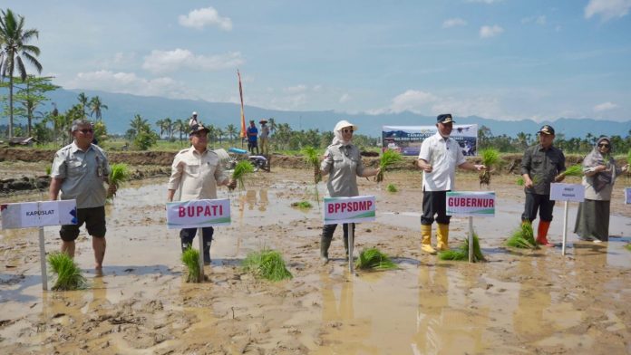 Tanam padi serentak