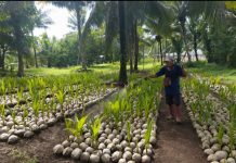 Kementan Segera Salurkan 39.861 Bibit Kelapa Unggul untuk Petani Sulut Bibit kelapa unggul