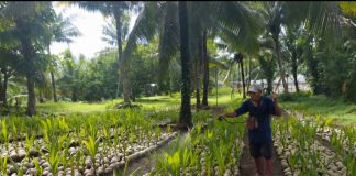 Kementan Segera Salurkan 39.861 Bibit Kelapa Unggul untuk Petani Sulut Bibit kelapa unggul