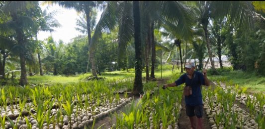 Kementan Segera Salurkan 39.861 Bibit Kelapa Unggul untuk Petani Sulut Bibit kelapa unggul