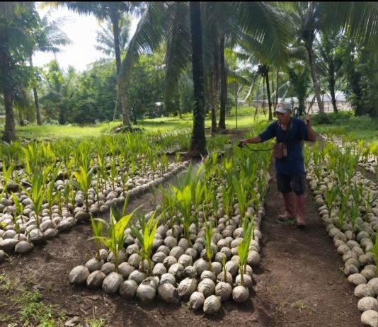 Kementan Segera Salurkan 39.861 Bibit Kelapa Unggul untuk Petani Sulut Bibit kelapa unggul
