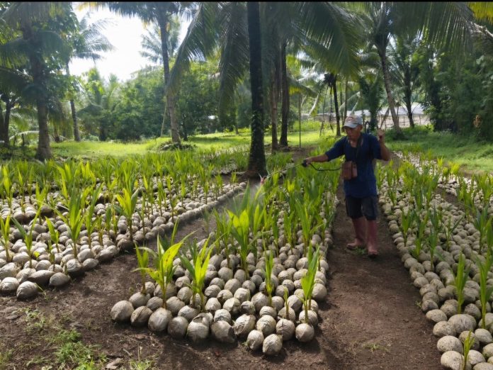 Bibit kelapa unggul