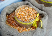 SPHP jagung pakan ternak