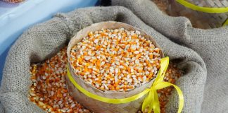 SPHP jagung pakan ternak