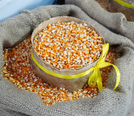 jagung pakan ternak