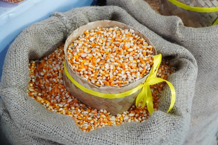SPHP jagung pakan ternak