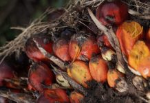 Kementan Perkuat Pengawasan Tata Niaga Sawit dan Minyak Goreng Tandan buah segar sawit