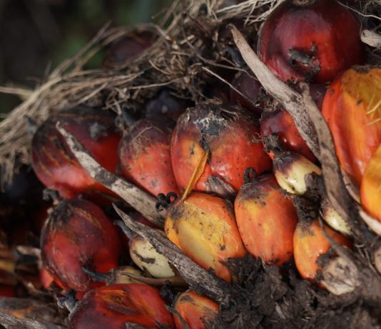 Permintaan Importir Menurun, Harga Referensi CPO Terkoreksi 1,91 Persen Tandan buah segar sawit