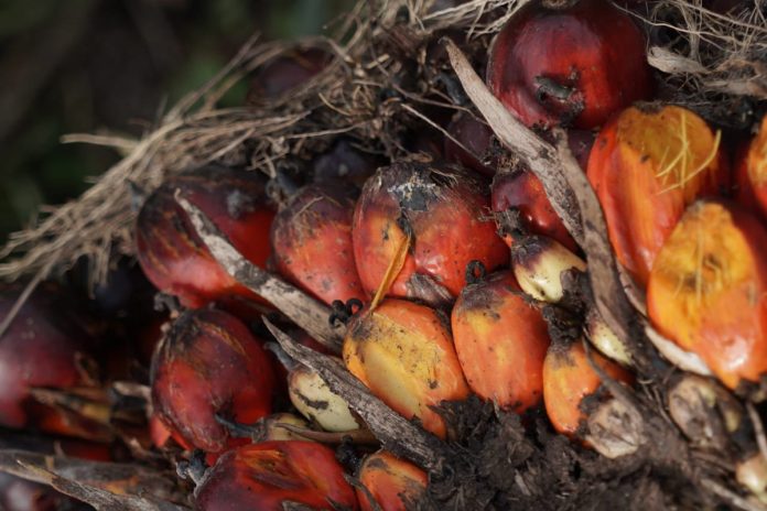 tandan-buah-segar-sawit Tandan buah segar sawit