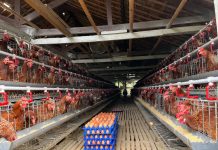 Telur ayam ras yang baru dipanen