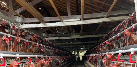 Telur ayam ras yang baru dipanen