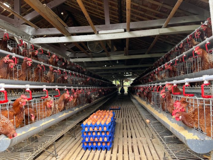 Telur ayam ras yang baru dipanen
