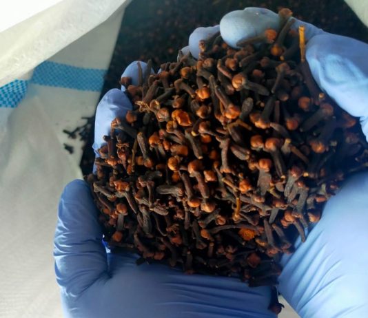 Barantin Sertifikasi 188,7 Ton Cengkih Natuna untuk Industri di Semarang buah cengkih kering