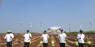 Gerakan tanam tebu