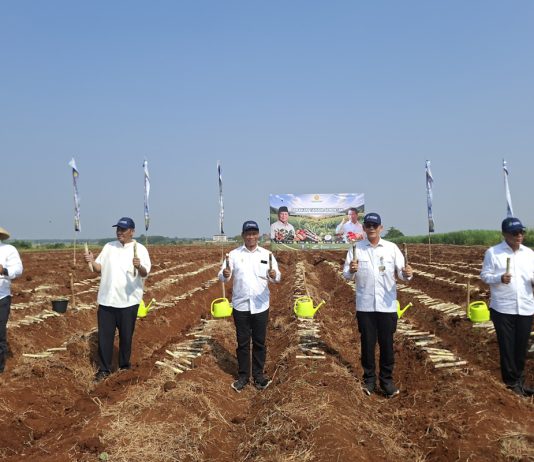 Gerakan tanam tebu
