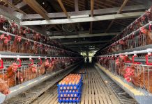 Kementan Bersama BUMN Perkuat Ekosistem Hilirisasi Ayam di Bone kandang-ayam