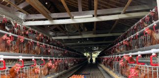 Kementan Bersama BUMN Perkuat Ekosistem Hilirisasi Ayam di Bone kandang-ayam