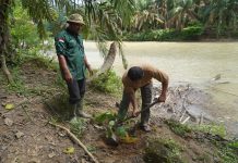 fortasbi melakukan penanaman pohon di Tamiang Aceh