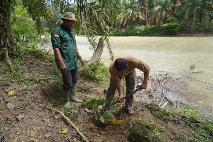 fortasbi melakukan penanaman pohon di Tamiang Aceh