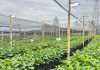 Kebun Perbenihan Kopi Rimba Raya