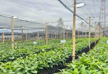 Kebun Perbenihan Kopi Rimba Raya