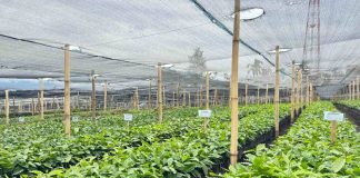 Genjot Produksi Kopi Gayo, Mentan Amran Siapkan 17 Juta Bibit di Aceh Kebun Perbenihan Kopi Rimba Raya