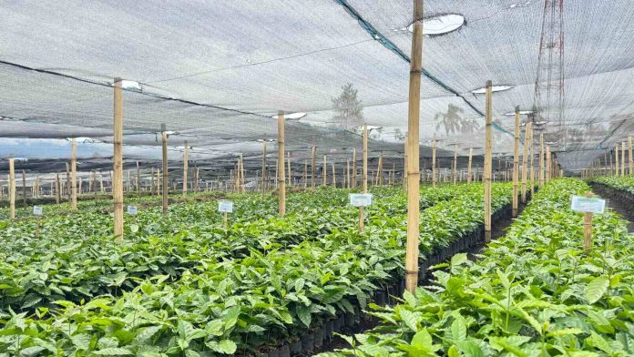 Kebun Perbenihan Kopi Rimba Raya