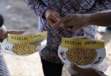Tim Peneliti UGM Kembangkan Benih Kedelai Lokal Tim peneliti Universitas Gadjah Mada Kembangkan kedelai lokal.