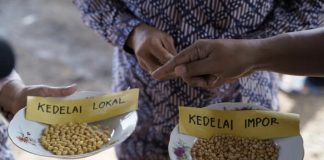 Tim peneliti Universitas Gadjah Mada Kembangkan kedelai lokal.