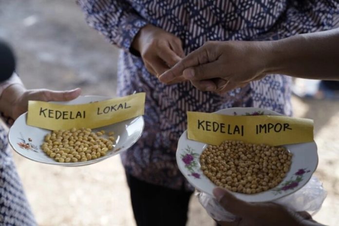 kedelai-lokal-ugm Tim peneliti Universitas Gadjah Mada Kembangkan kedelai lokal.
