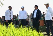 PM-AAS Jadi Strategi Mentan Amran Tingkatkan Kesejahteraan Petani Menteri Pertanian (Mentan) Andi Amran Sulaiman